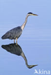 Grey Heron (Ardea cinerea)