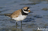 Bontbekplevier (Charadrius hiaticula)