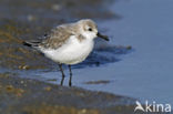 Drieteenstrandloper (Calidris alba)