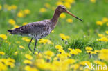 Black-tailed Godwit (Limosa limosa)