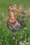 Grutto (Limosa limosa)