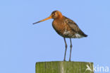 Grutto (Limosa limosa)