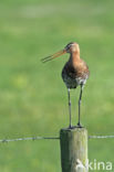 Grutto (Limosa limosa)