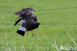 Lapwing (Vanellus vanellus)