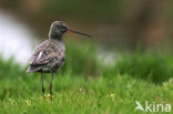 Spotted Redshank (Tringa erythropus)