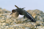 Common Sandpiper (Actitis hypoleucos)