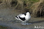 Pied Avocet (Recurvirostra avosetta)