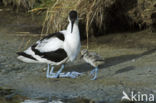 Pied Avocet (Recurvirostra avosetta)