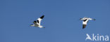 Pied Avocet (Recurvirostra avosetta)