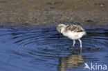 Pied Avocet (Recurvirostra avosetta)