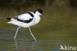 Pied Avocet (Recurvirostra avosetta)