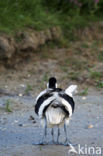 Pied Avocet (Recurvirostra avosetta)