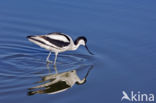 Pied Avocet (Recurvirostra avosetta)