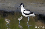 Pied Avocet (Recurvirostra avosetta)