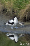 Pied Avocet (Recurvirostra avosetta)