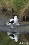 Pied Avocet (Recurvirostra avosetta)