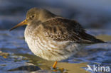 Purple Sandpiper (Calidris maritima)