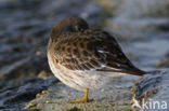 Purple Sandpiper (Calidris maritima)