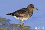 Purple Sandpiper (Calidris maritima)