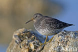 Paarse Strandloper (Calidris maritima)