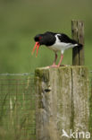 Oystercatcher (Haematopus ostralegus)