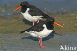 Oystercatcher (Haematopus ostralegus)