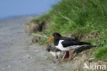 Scholekster (Haematopus ostralegus)