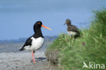 Oystercatcher (Haematopus ostralegus)