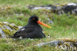 Oystercatcher (Haematopus ostralegus)