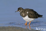 Steenloper (Arenaria interpres)