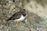 Steenloper (Arenaria interpres)