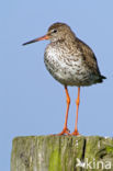 Common Redshank (Tringa totanus)