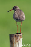 Common Redshank (Tringa totanus)