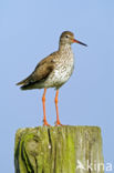 Common Redshank (Tringa totanus)