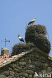 White Stork (Ciconia ciconia)