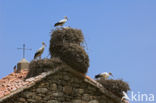 White Stork (Ciconia ciconia)