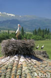 White Stork (Ciconia ciconia)