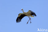 White Stork (Ciconia ciconia)