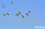 Eurasian Curlew (Numenius arquata)