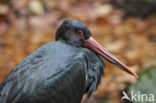 Zwarte Ooievaar (Ciconia nigra)