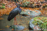 Zwarte Ooievaar (Ciconia nigra)