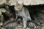 Wilde kat (Felis silvestris)