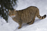 Wilde kat (Felis silvestris)