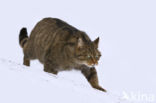 Wilde kat (Felis silvestris)