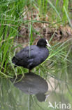 Meerkoet (Fulica atra)