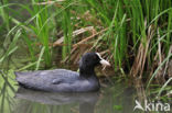 Meerkoet (Fulica atra)