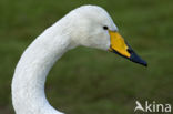 Whooper Swan (Cygnus cygnus)