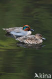 Green-winged Teal (Anas crecca)