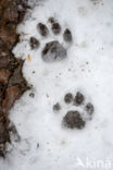 Eurasian Lynx (Lynx lynx)