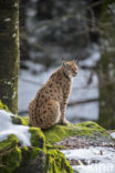 Euraziatische lynx (Lynx lynx)